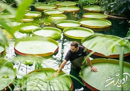 عکسهای جالب,عکسهای جذاب, سوسن های آبی 